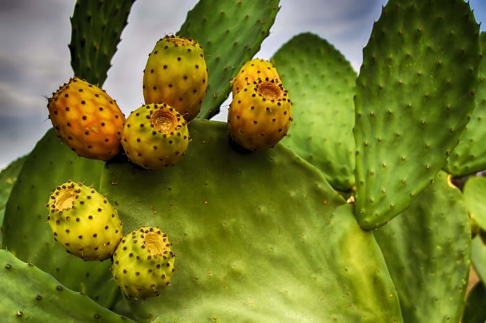 Kaktusfeigenkernöl Naturkosmetik
